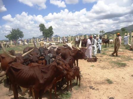 Article : Mora, march&eacute; &agrave; b&eacute;tail de l&rsquo;espoir
