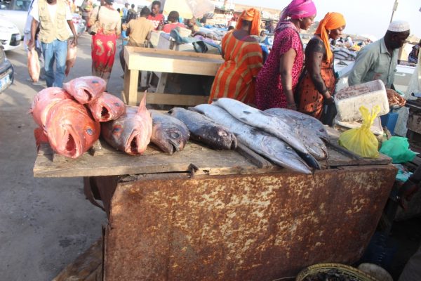 Du bar et des baracoudas sur les &eacute;tals des p&eacute;cheurs